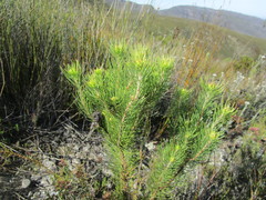 Sorocephalus pinifolius