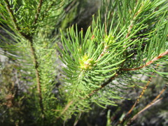 Sorocephalus pinifolius