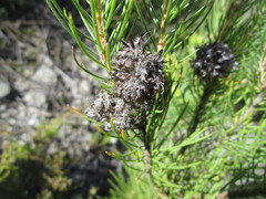 Sorocephalus pinifolius