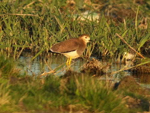 Avefría coliblanca (Vanellus leucurus)