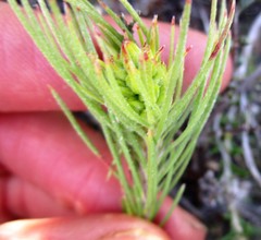 Sorocephalus pinifolius