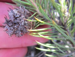 Sorocephalus pinifolius