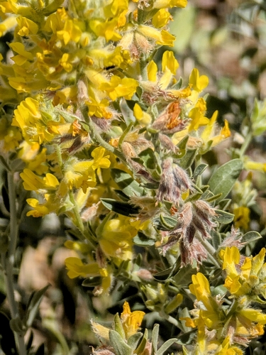 Albaida (Anthyllis cytisoides)