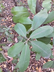 Pittosporum ralphii