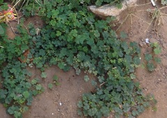Oxalis corniculata
