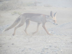 Vulpes vulpes arabica