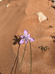 Moraea