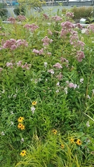 Eutrochium maculatum