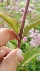 Eutrochium maculatum