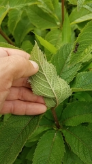 Eutrochium maculatum