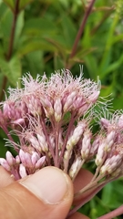 Eutrochium maculatum