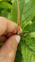 Eutrochium maculatum