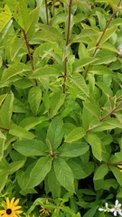 Eutrochium maculatum