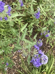 Caryopteris