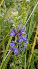 Lobelia siphilitica