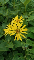 Silphium perfoliatum