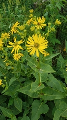 Silphium perfoliatum
