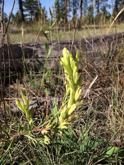 Castilleja lutescens