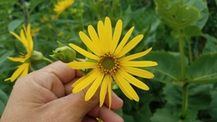 Silphium perfoliatum