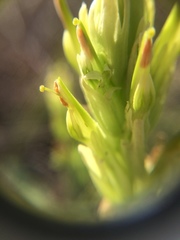 Castilleja lutescens