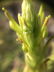 Castilleja lutescens