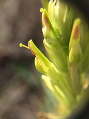 Castilleja lutescens