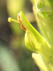 Castilleja lutescens