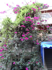 Bougainvillea