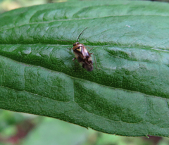 Orthops