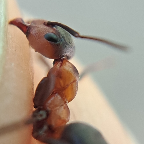 I think this is the same colony as https://www.inaturalist.o