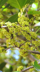 Maytenus obtusifolia