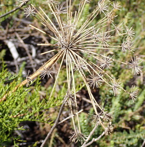 Needle Blisterbush (Notobubon tenuifolium)