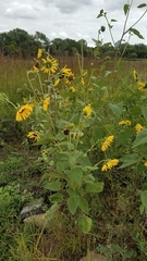 Helianthus annuus