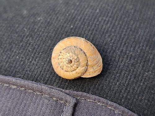 Xerosecta promissa