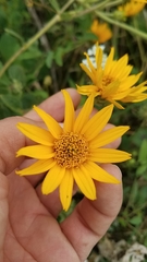 Heliopsis helianthoides