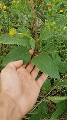 Heliopsis helianthoides