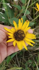Heliopsis helianthoides