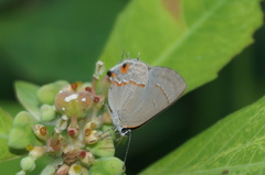 Rubroserrata mathewi