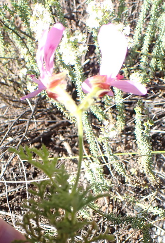 Pelargonium denticulatum, photograph 2