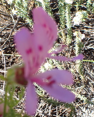 Pelargonium denticulatum, photograph (c) Nicola van Berkel, some rights reserved (CC BY-SA)