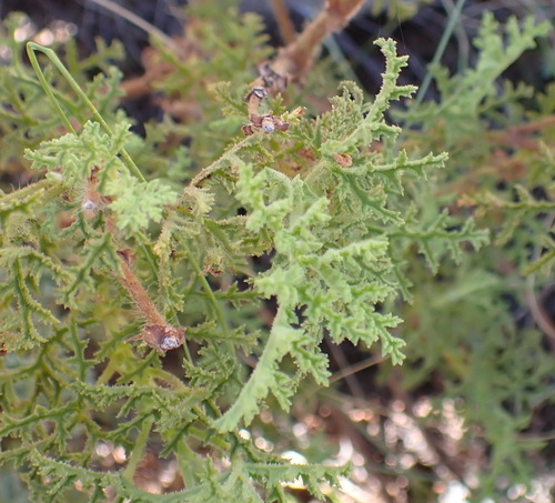 Toothy Storksbill (Pelargonium denticulatum)