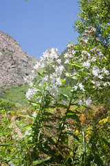 Campanula lactiflora