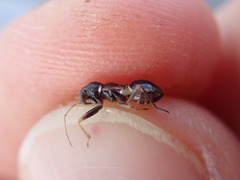 Himacerus mirmicoides