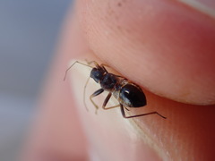 Himacerus mirmicoides