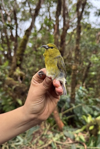 Chlorodrepanis stejnegeri observed 2025-04-14