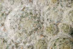Mammillaria plumosa