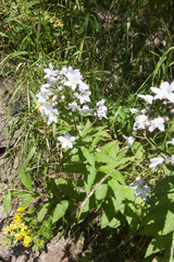 Campanula lactiflora