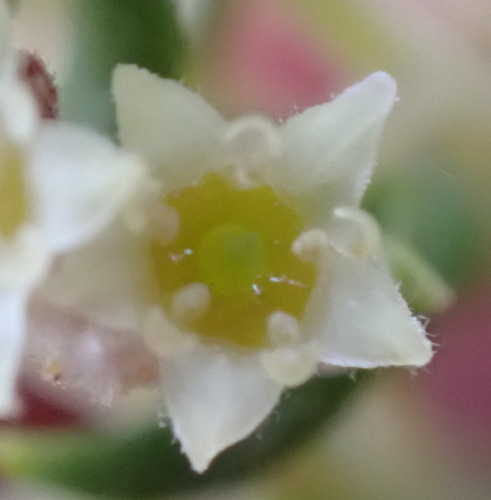 Northern Hardleaf (Phylica paniculata)