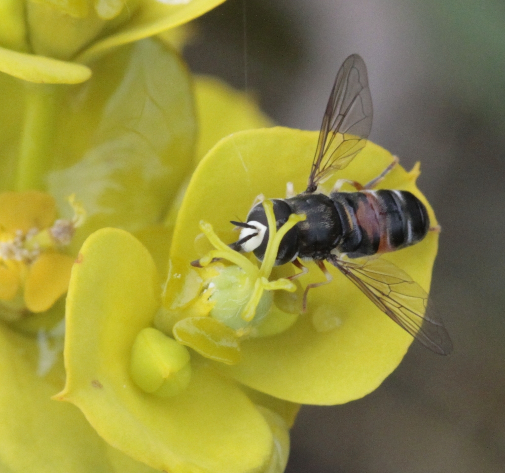 Paragus albifrons