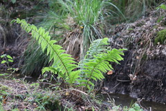 Dryopteris affinis borreri